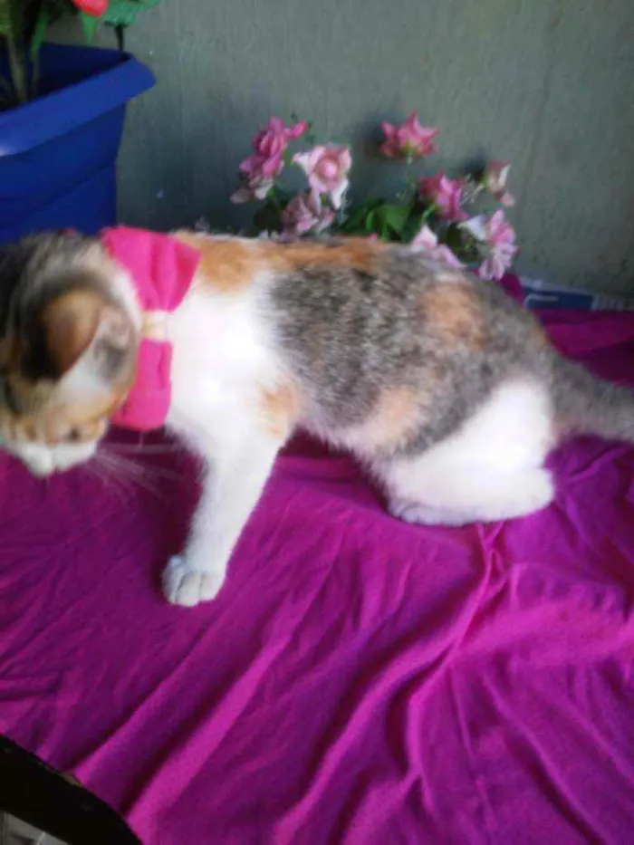 Gato ra a Comum tricolor idade 2 a 6 meses nome Penelope