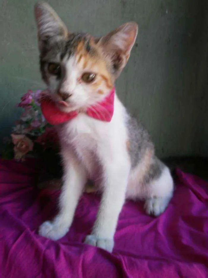 Gato ra a Comum tricolor idade 2 a 6 meses nome Penelope