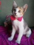 Penelope