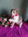 Penelope