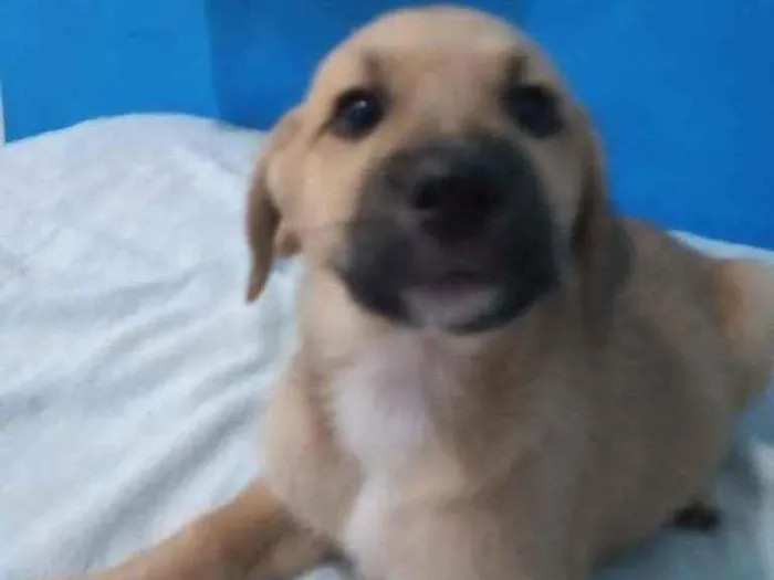Cachorro raça RND idade 2 a 6 meses nome Maria