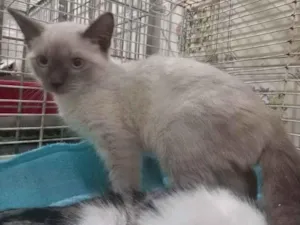 Gato raça SRD-ViraLata idade 2 a 6 meses nome Thelma 