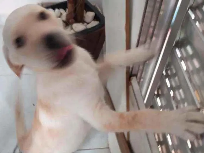 Cachorro raça Não definida idade 2 a 6 meses nome Marley