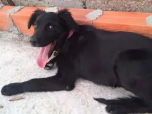 Cachorro raça Labrador idade 2 anos nome Pantera