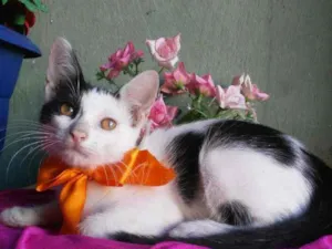 Gato raça Comum idade 2 a 6 meses nome Bobi