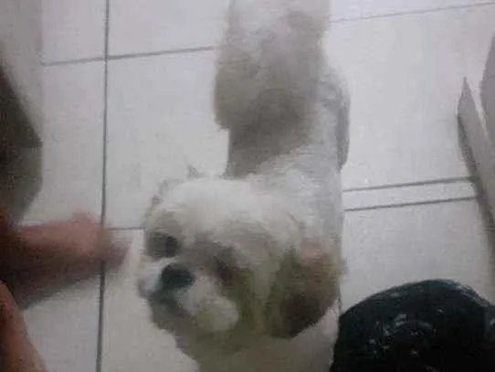 Cachorro raça Shih-tzu idade 5 anos nome Nino