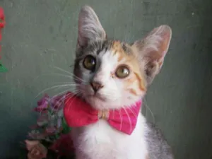 Gato raça Comum tricolor idade 2 a 6 meses nome Penelope