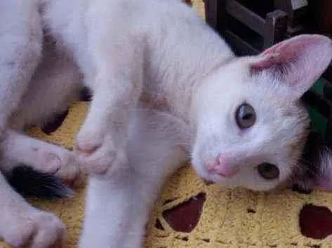 Gato ra a Indefinida idade 2 a 6 meses nome Sem nome