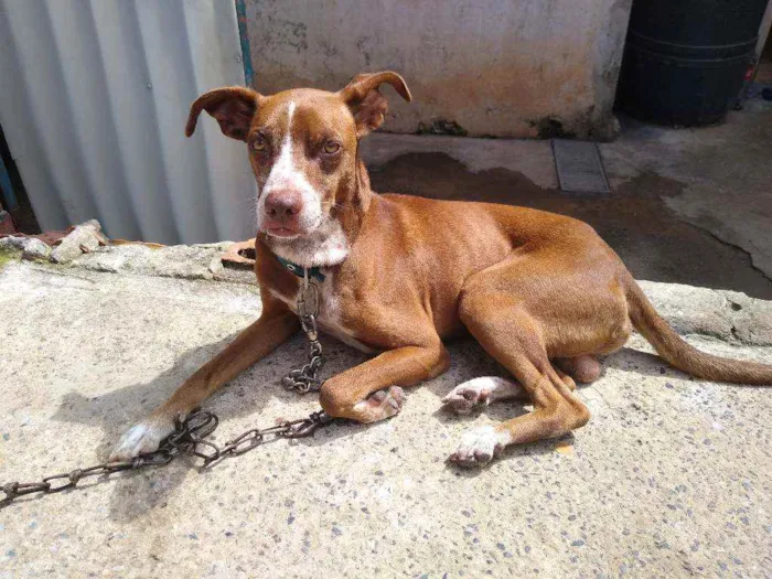 Cachorro ra a Místiço idade 1 ano nome Fredy