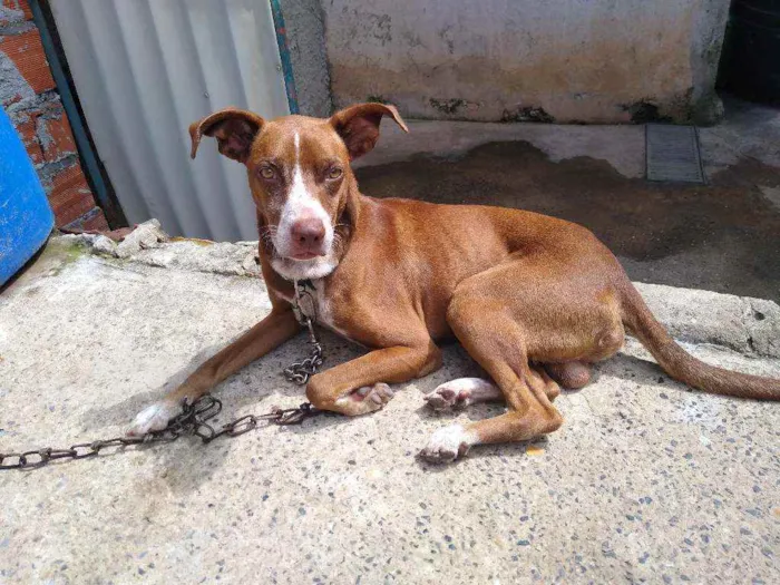 Cachorro ra a Místiço idade 1 ano nome Fredy