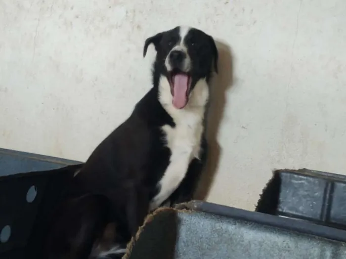 Cachorro raça SRD-ViraLata idade 7 a 11 meses nome Tifany - Filhote