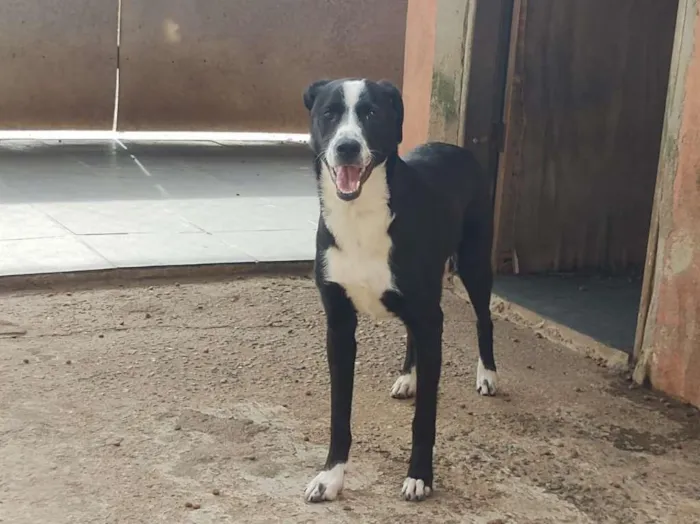 Cachorro raça SRD-ViraLata idade 7 a 11 meses nome Tifany - Filhote