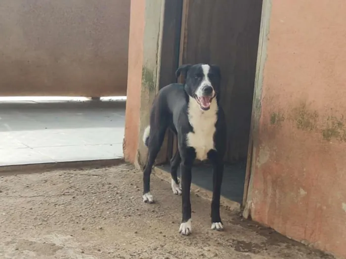 Cachorro raça SRD-ViraLata idade 7 a 11 meses nome Tifany - Filhote