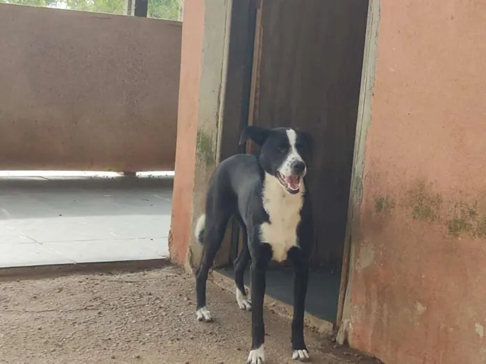 Cachorro raça SRD-ViraLata idade 7 a 11 meses nome Tifany - Filhote