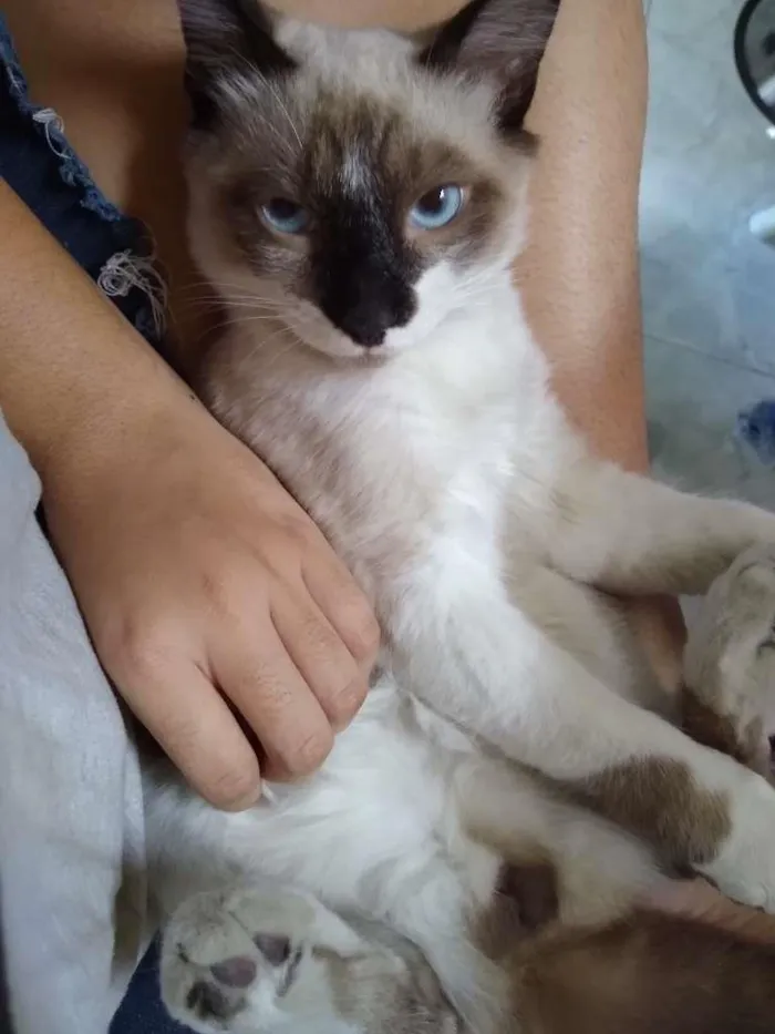 Gato raça vira- lata idade 1 ano nome Odin