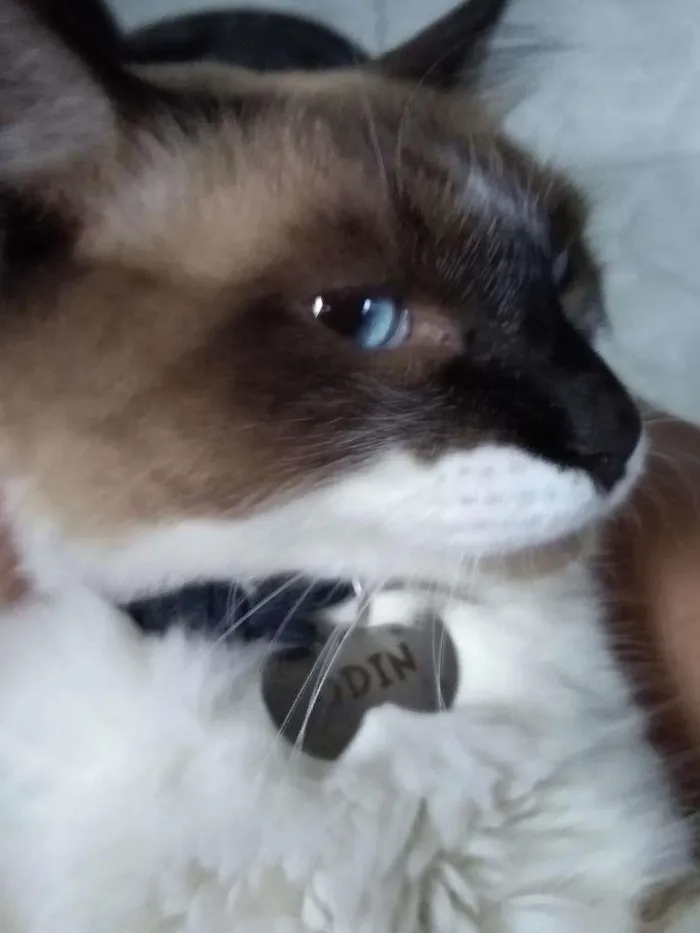 Gato raça vira- lata idade 1 ano nome Odin