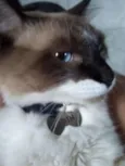 Odin