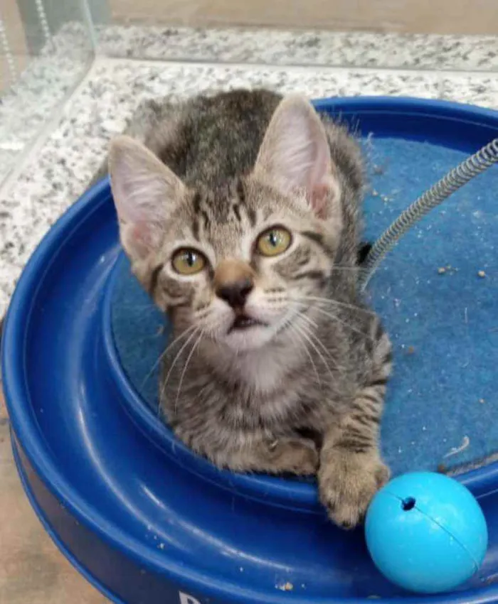 Gato ra a SRD  idade 2 a 6 meses nome BRISA