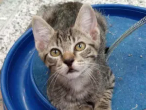 Gato raça SRD  idade 2 a 6 meses nome BRISA