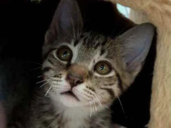 Gato ra a SRD idade 2 a 6 meses nome VIDA