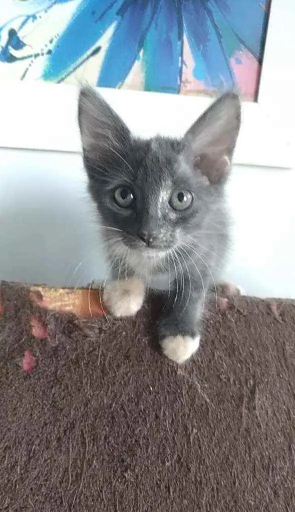Gato ra a Srd idade 2 a 6 meses nome Ivy