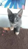 Ivy