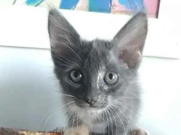 Gato ra a Srd idade 2 a 6 meses nome Ivy