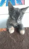 Ivy