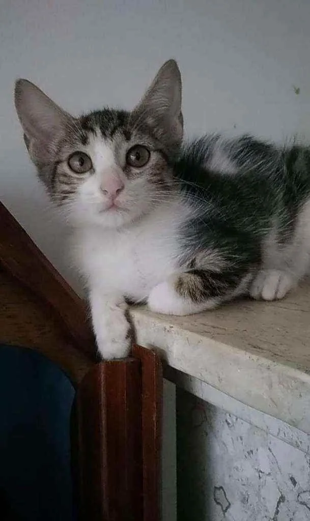 Gato ra a Srd idade 2 a 6 meses nome Eva