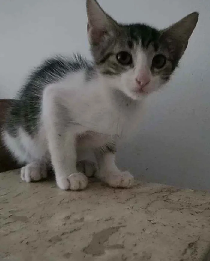 Gato ra a Srd idade 2 a 6 meses nome Eva