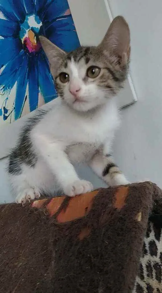 Gato ra a Srd idade 2 a 6 meses nome Eva