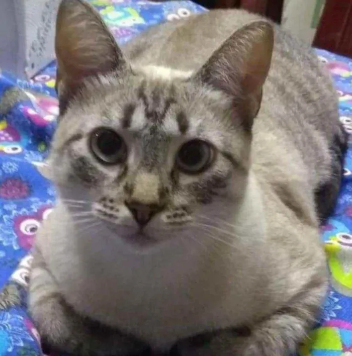 Gato ra a Srd idade 2 anos nome Lua