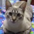 Lua