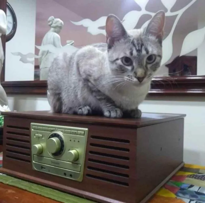 Gato ra a Srd idade 2 anos nome Lua