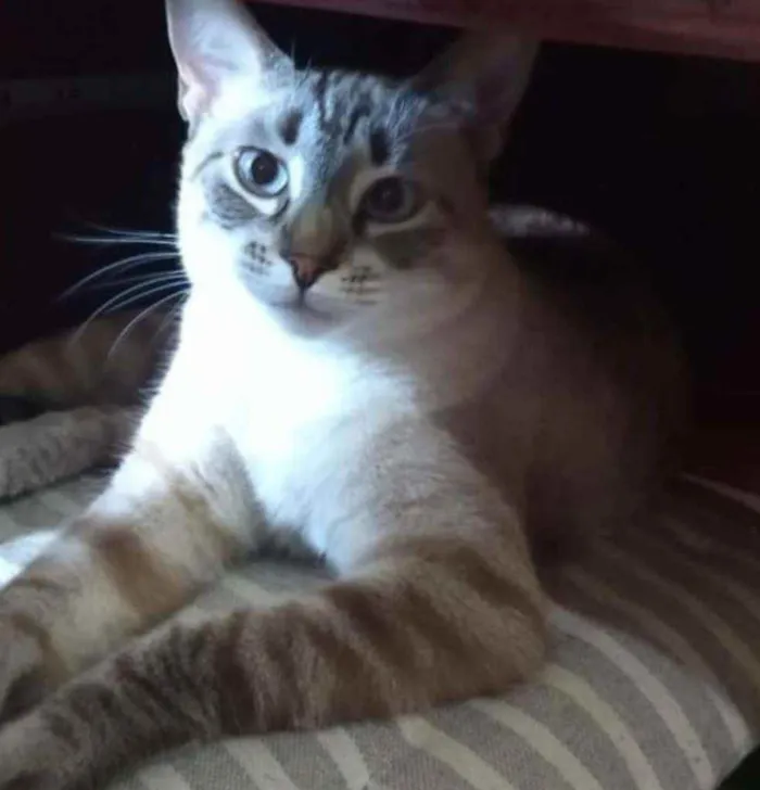 Gato ra a Srd idade 2 anos nome Lua