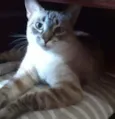 Lua