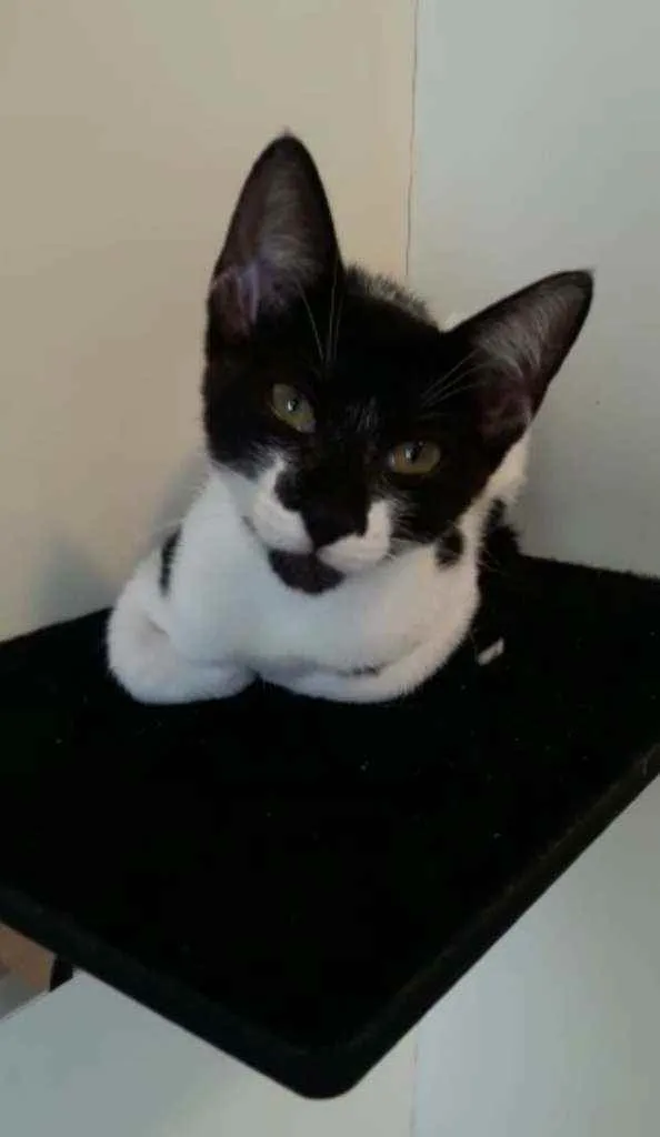 Gato ra a Srd idade 2 a 6 meses nome Gigi