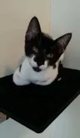 Gigi