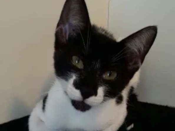Gato ra a Srd idade 2 a 6 meses nome Gigi