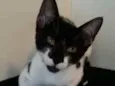 Gigi