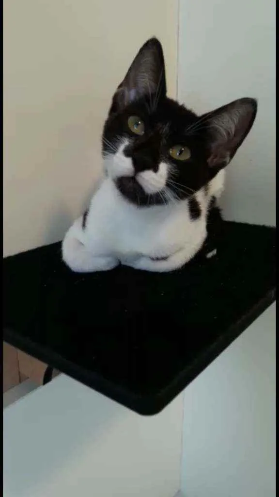 Gato ra a Srd idade 2 a 6 meses nome Gigi