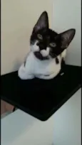Gigi