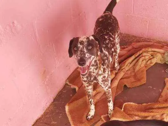 Cachorro ra a Dálmata  idade 4 anos nome Maia 