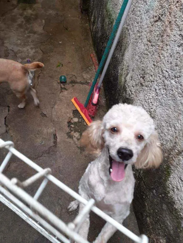 Cachorro raça poodle   idade 2 anos nome Zeus