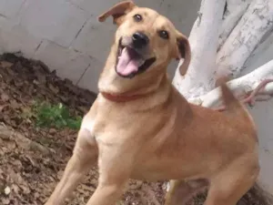 Cachorro raça SRD-ViraLata idade 2 anos nome Paçoca