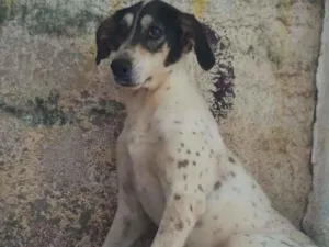 Cachorro raça SRD idade 6 ou mais anos nome Meg Calma