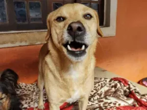Cachorro raça SRD-ViraLata idade 3 anos nome Sara Turca