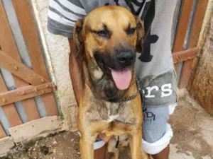 Cachorro raça SRD idade 3 anos nome Toddy 1