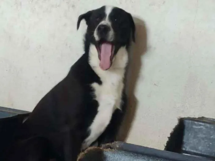 Cachorro raça SRD-ViraLata idade 7 a 11 meses nome Tifany - Filhote