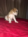 Amora 